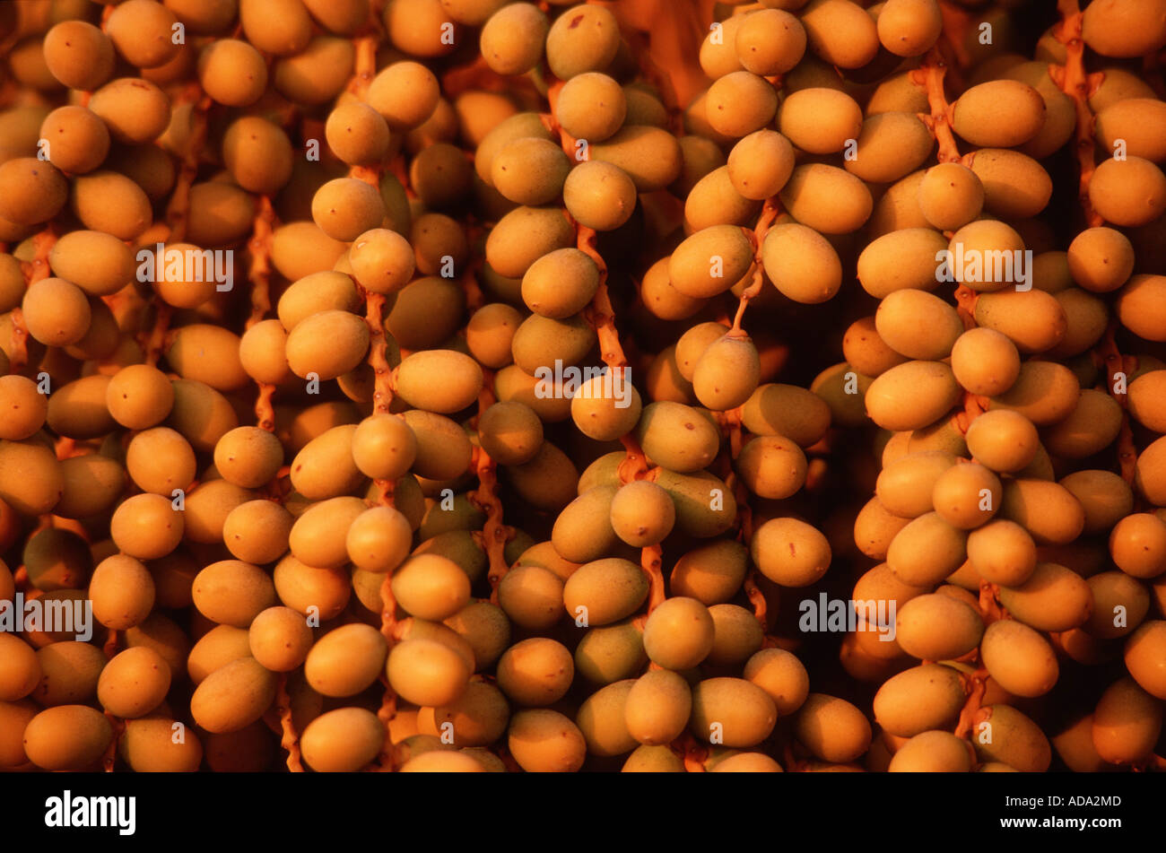 Isola Canarie data palm (Phoenix canariensis), frutti, Spagna Teneriffa Foto Stock