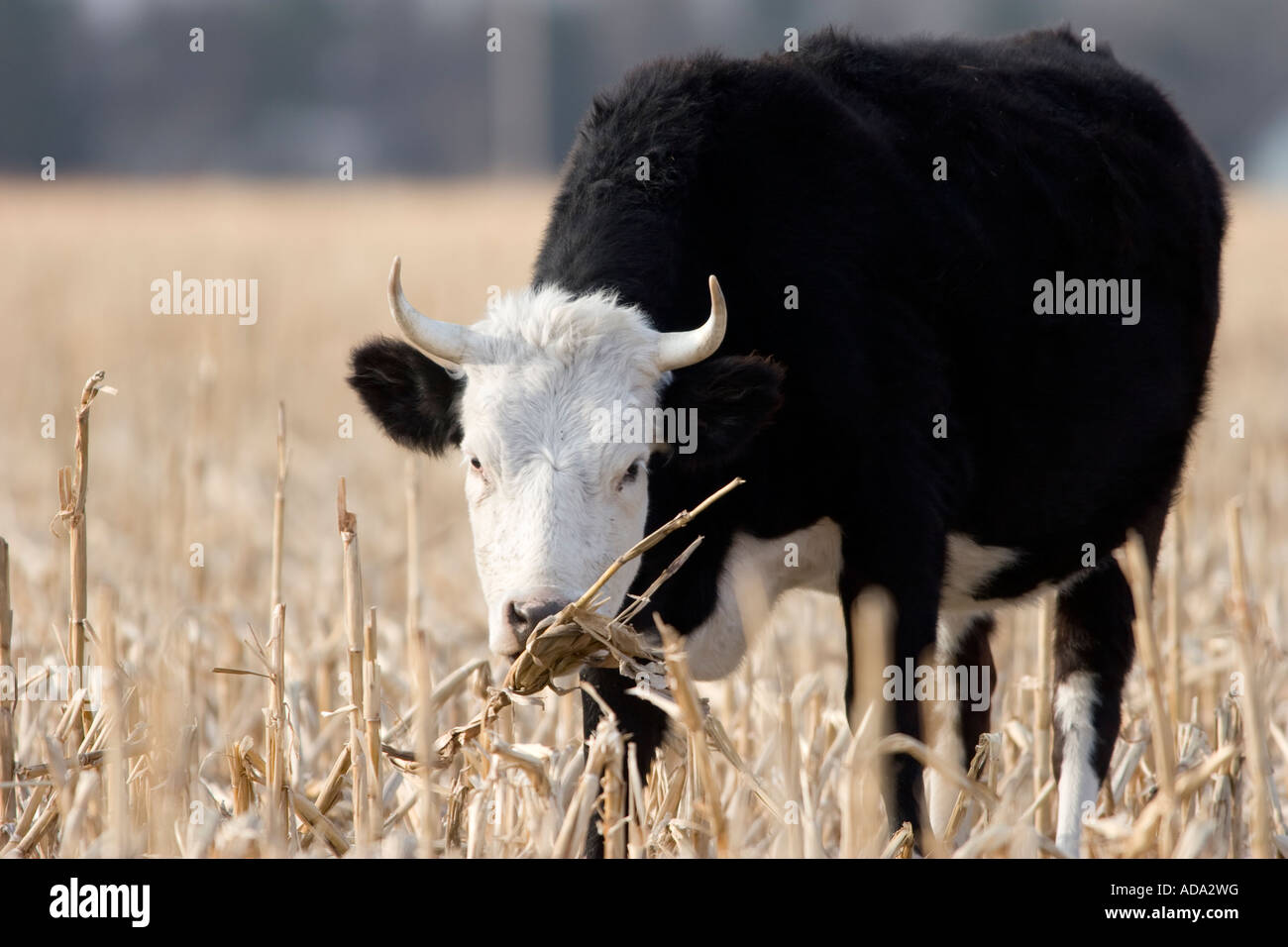 Un primo piano di un pascolo di mucca nera nelle zone rurali del Nebraska, USA. Foto Stock