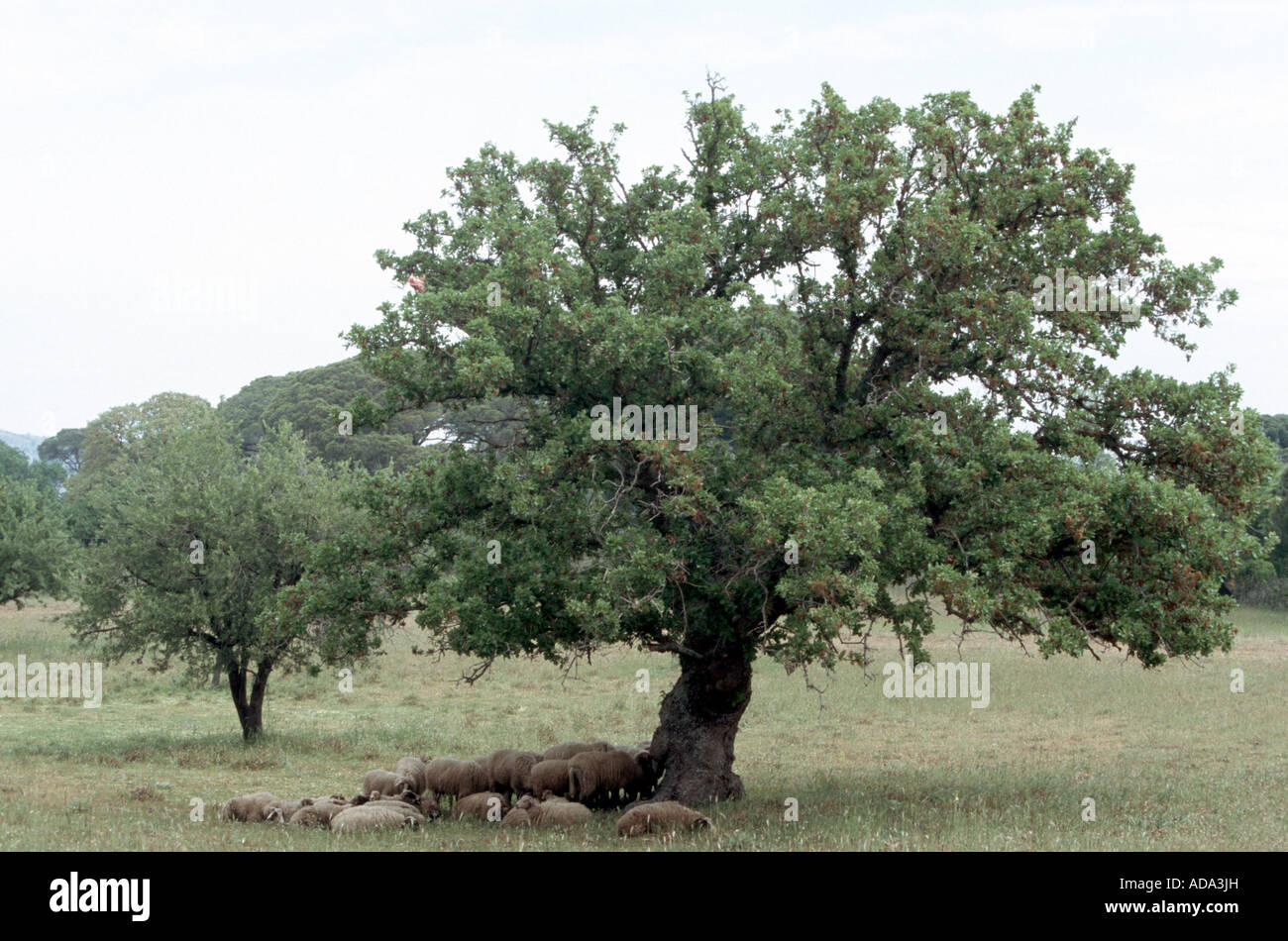 Dyer di rovere, Vallonian quercia (Quercus macrolepis), gregge di pecore sotto un unico albero Foto Stock