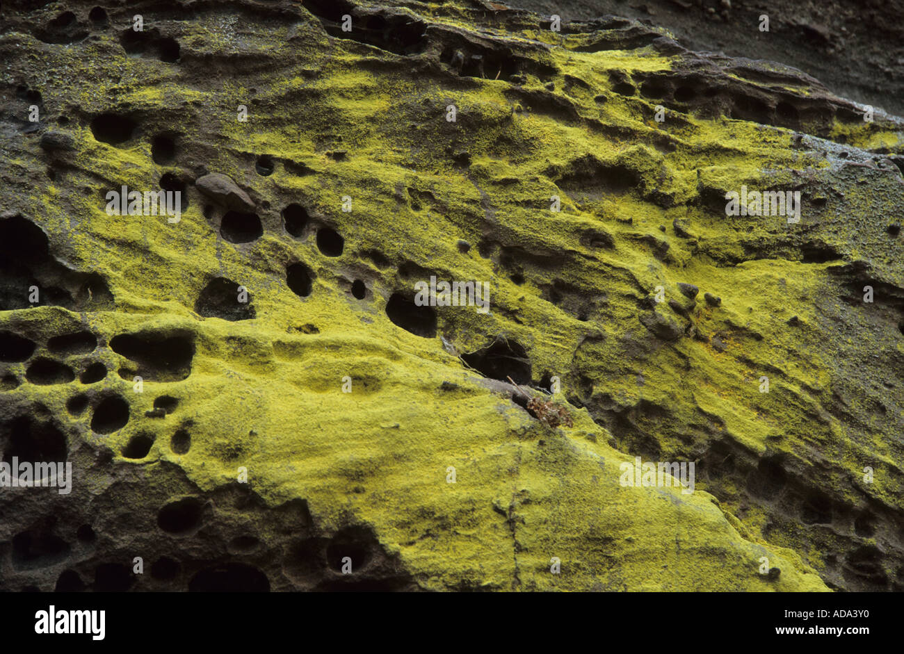 La polvere di zolfo lichen (Lepraria chlorina, Chrysothrix chlorina), in pietra arenaria, in Germania, in Renania Palatinato Foto Stock