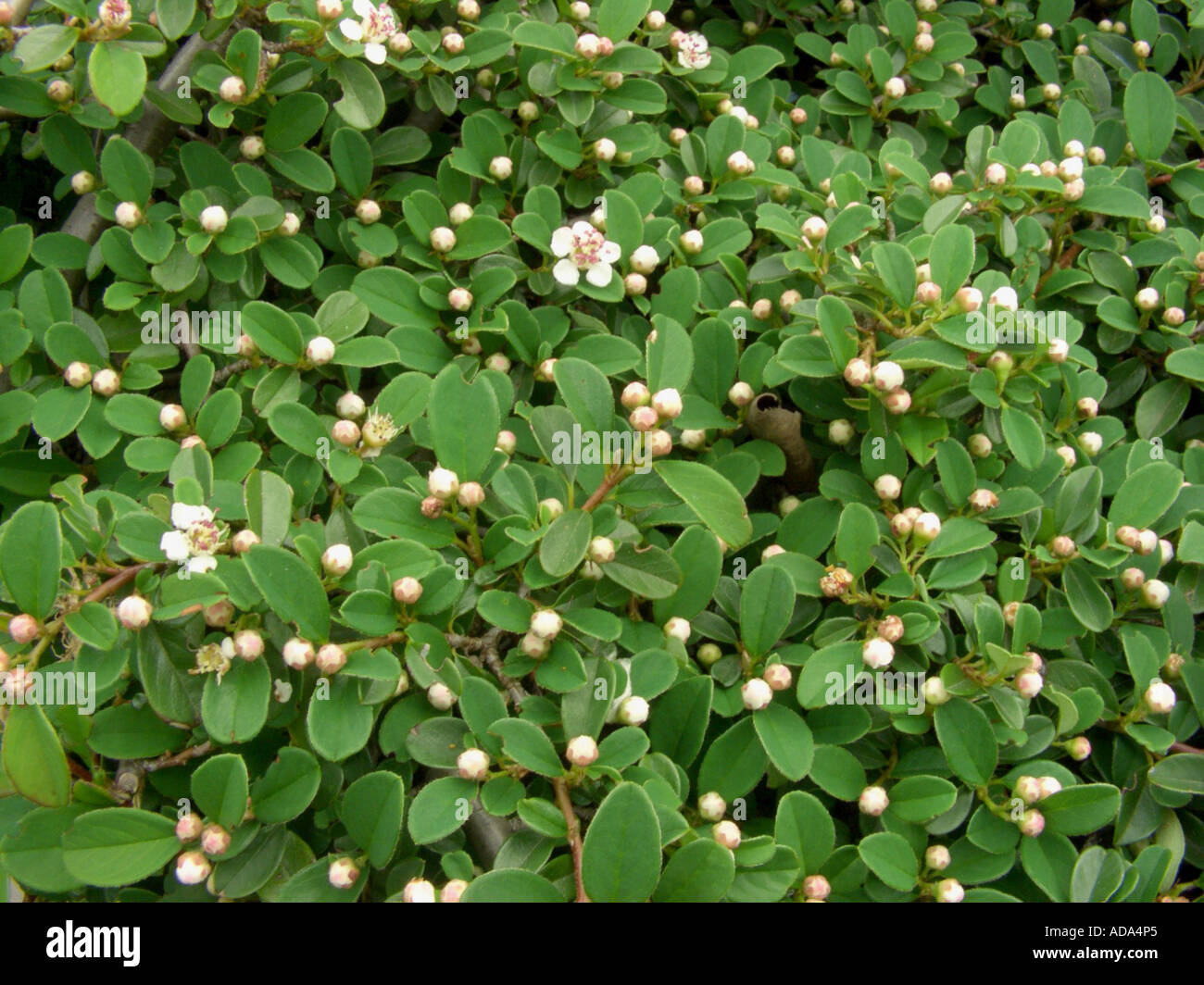 Uva ursina Cotoneaster (Cotoneaster dammeri), fiori e boccioli Foto Stock
