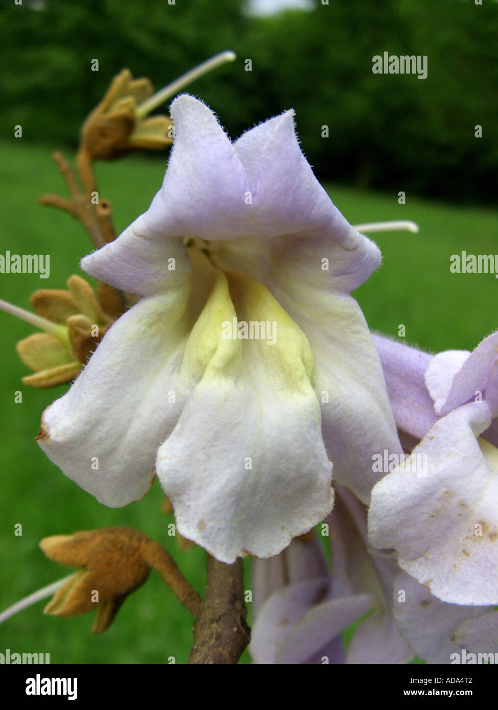 Empress tree (Paulownia tomentosa), fiore Foto Stock