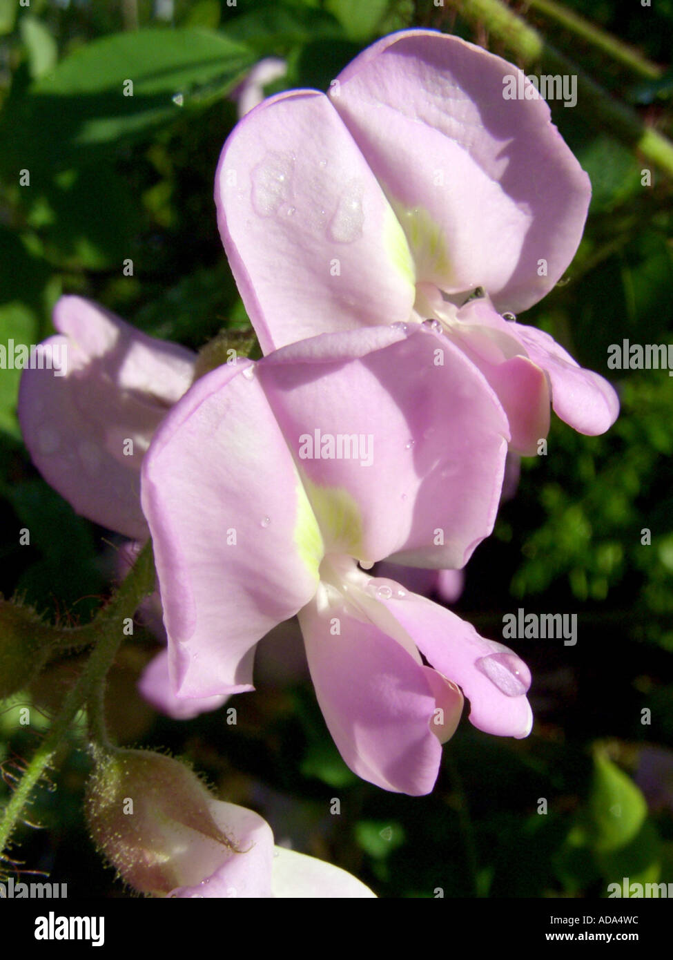 Ispido locust (Robinia hispida), cv. Macrophylla: fiori con gocce di pioggia Foto Stock