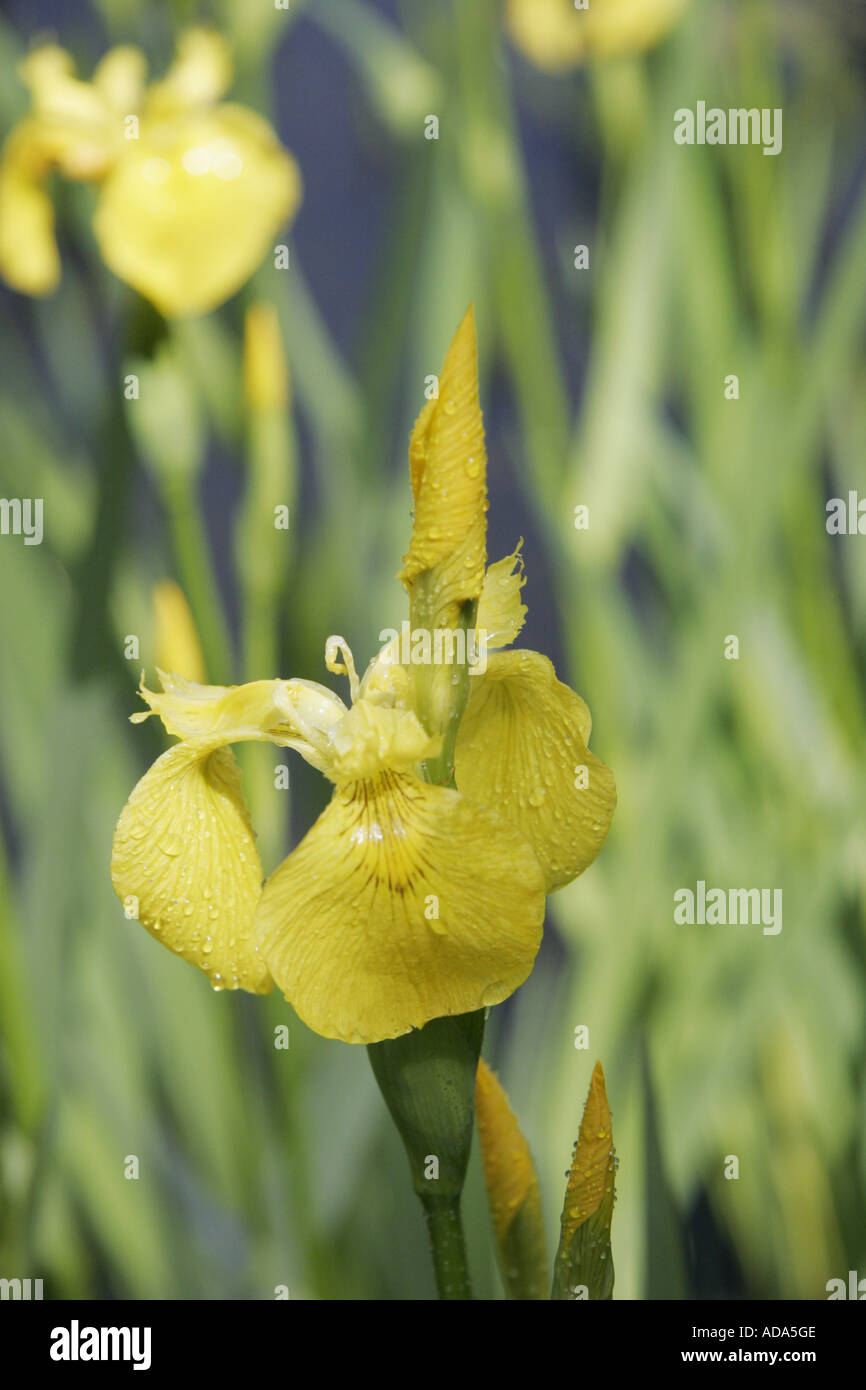 Iris gialla, bandiera gialla (Iris pseudacorus), fiori e bocciolo con gocce di pioggia Foto Stock