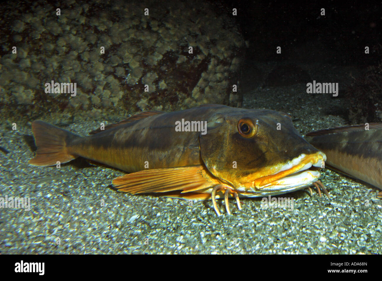 Capone gallinella, sapphirine cappone (Trigla lucerna, Chelidonichthys lucerna) Foto Stock