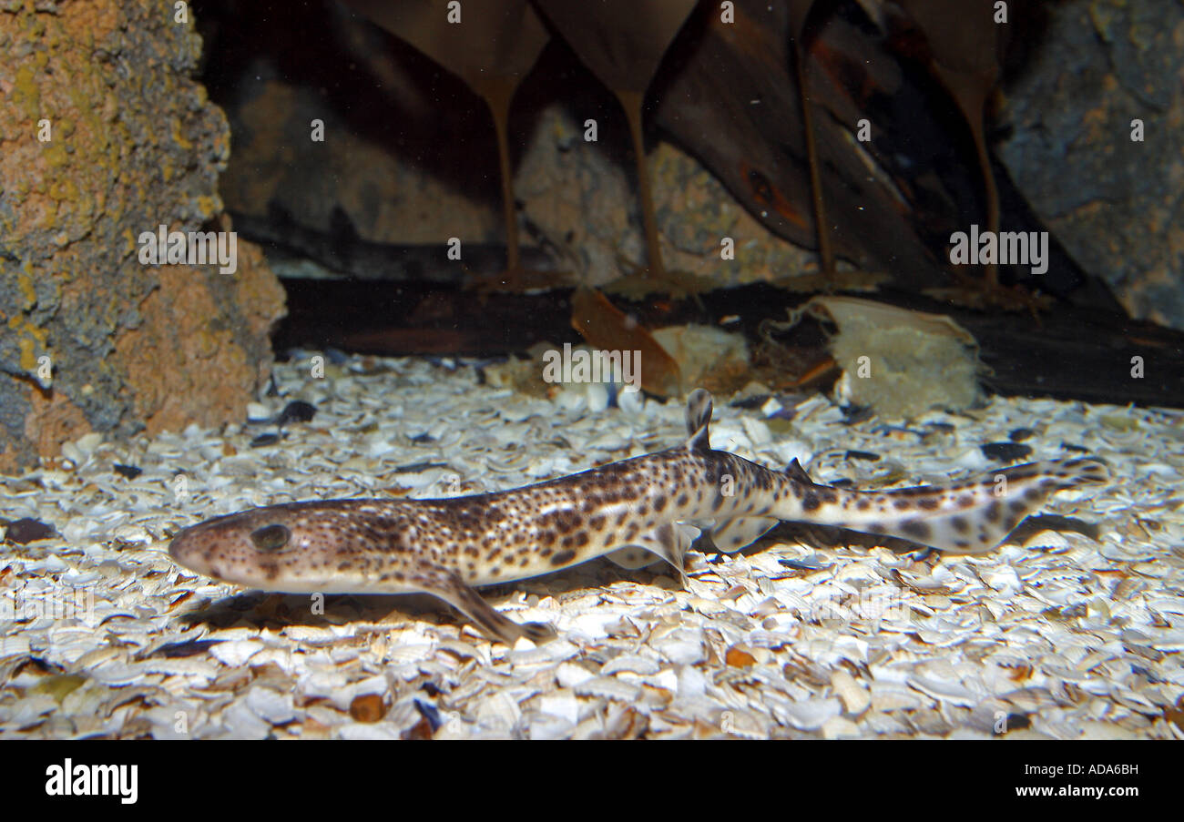 Minor gattuccio, smallspotted palombo, ruvido hound, smallspotted gattucci (Scyliorhinus canicula, Scyllium canicula) Foto Stock