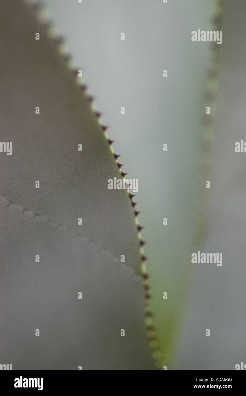 Agave, secolo impianto (Agave spec.), la struttura di una foglia di Agave Foto Stock