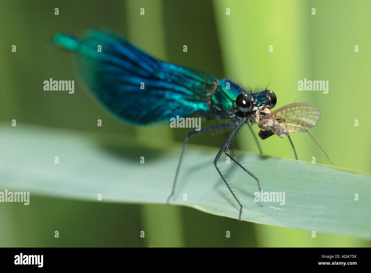 Nastrare blackwings, agrion nastrati, nastrati demoiselle (Calopteryx splendens, Agrion splendens), maschio mangiare mayfly, Germania, Bava Foto Stock