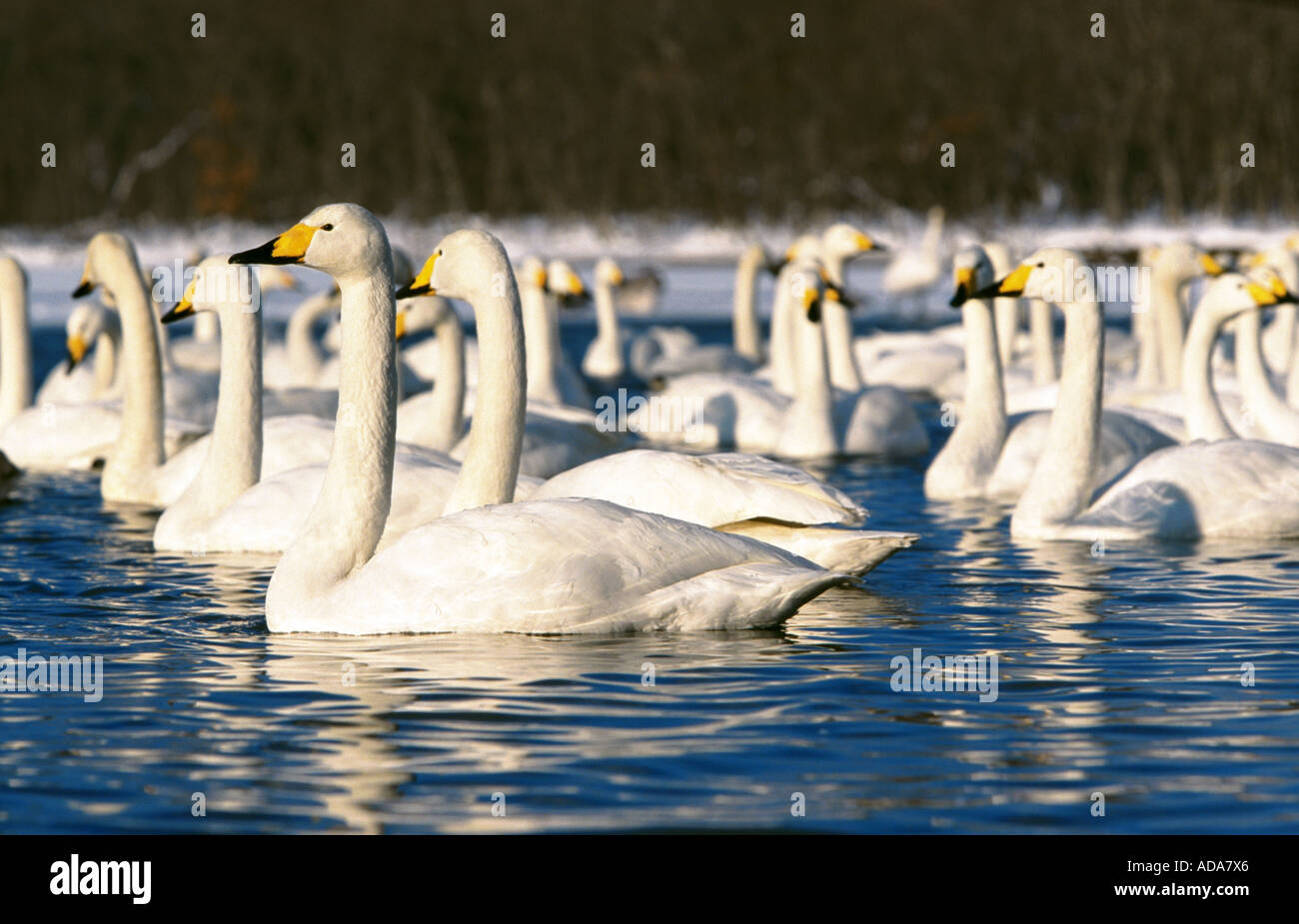 Whooper swan (Cygnus Cygnus), gruppo sul lago, Giappone, Hokkaido Foto Stock