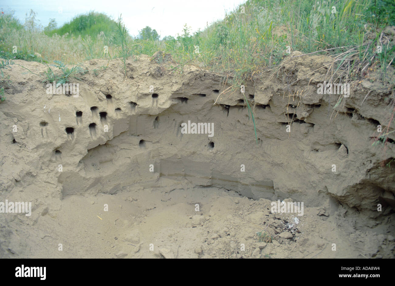 Unione bee eater (Merops apiaster), Colonia, ripida collina con grotte, Ungheria Foto Stock