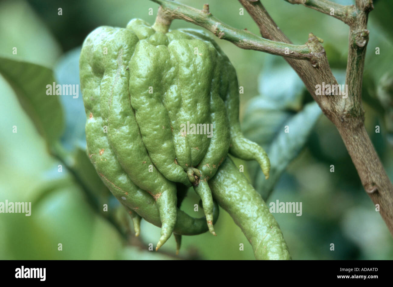 Il Buddha la mano cedro (Citrus medica var. sarcodactylis, Citrus medica 'Digitata'), frutto acerbo Foto Stock