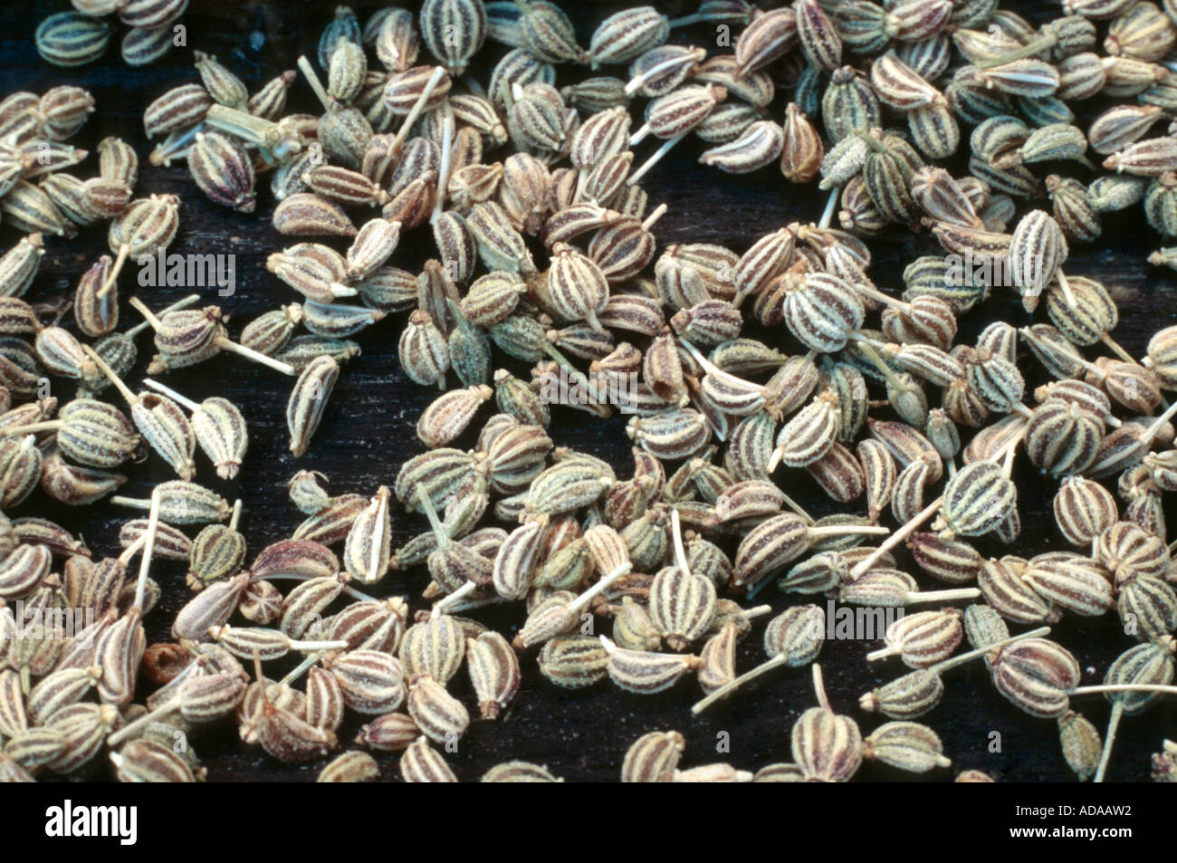 Giardino levistico, vescica seme (Levisticum officinale), frutti maturi Foto Stock