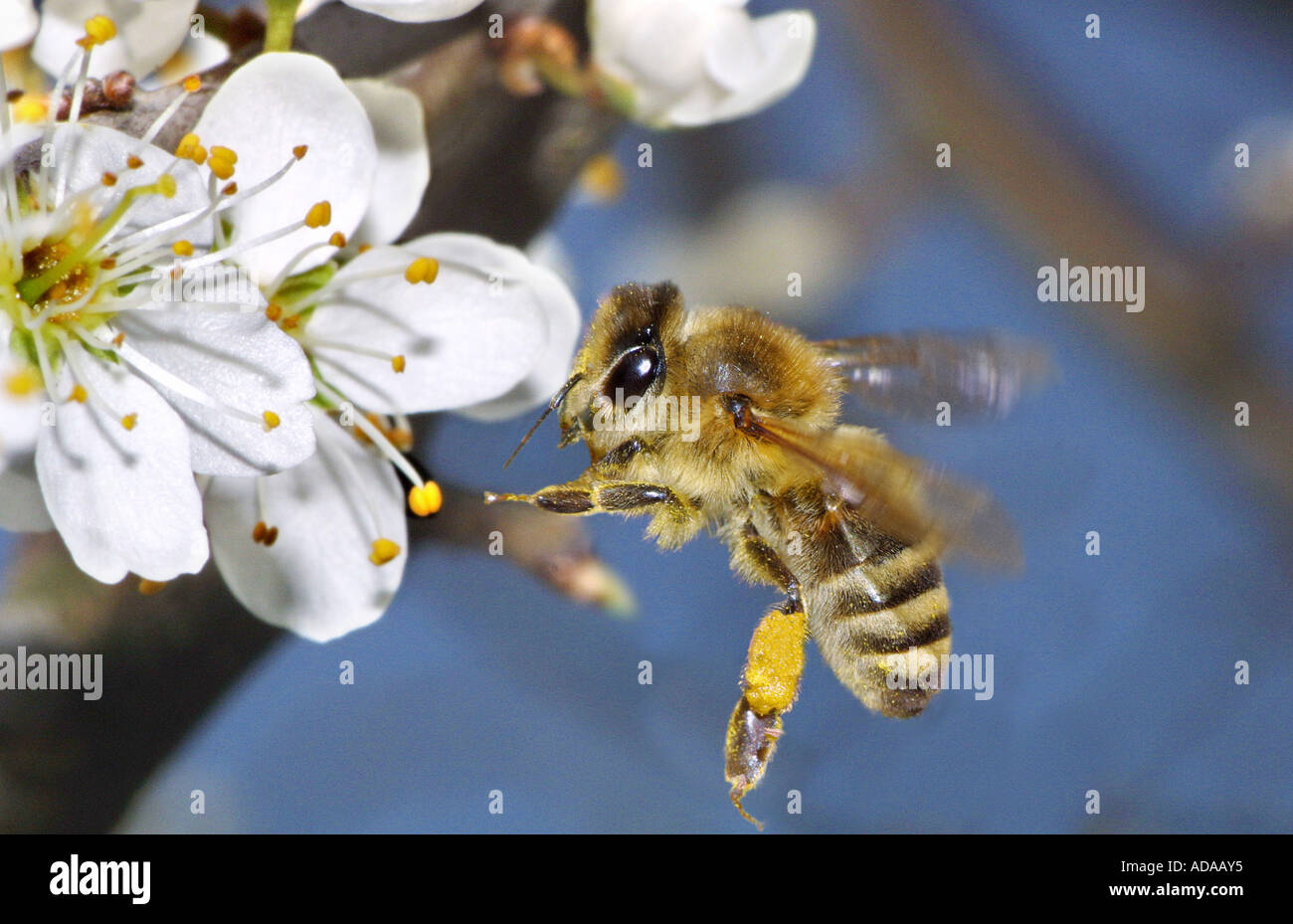 Il miele delle api, hive bee (Apis mellifera mellifera), flying Foto Stock