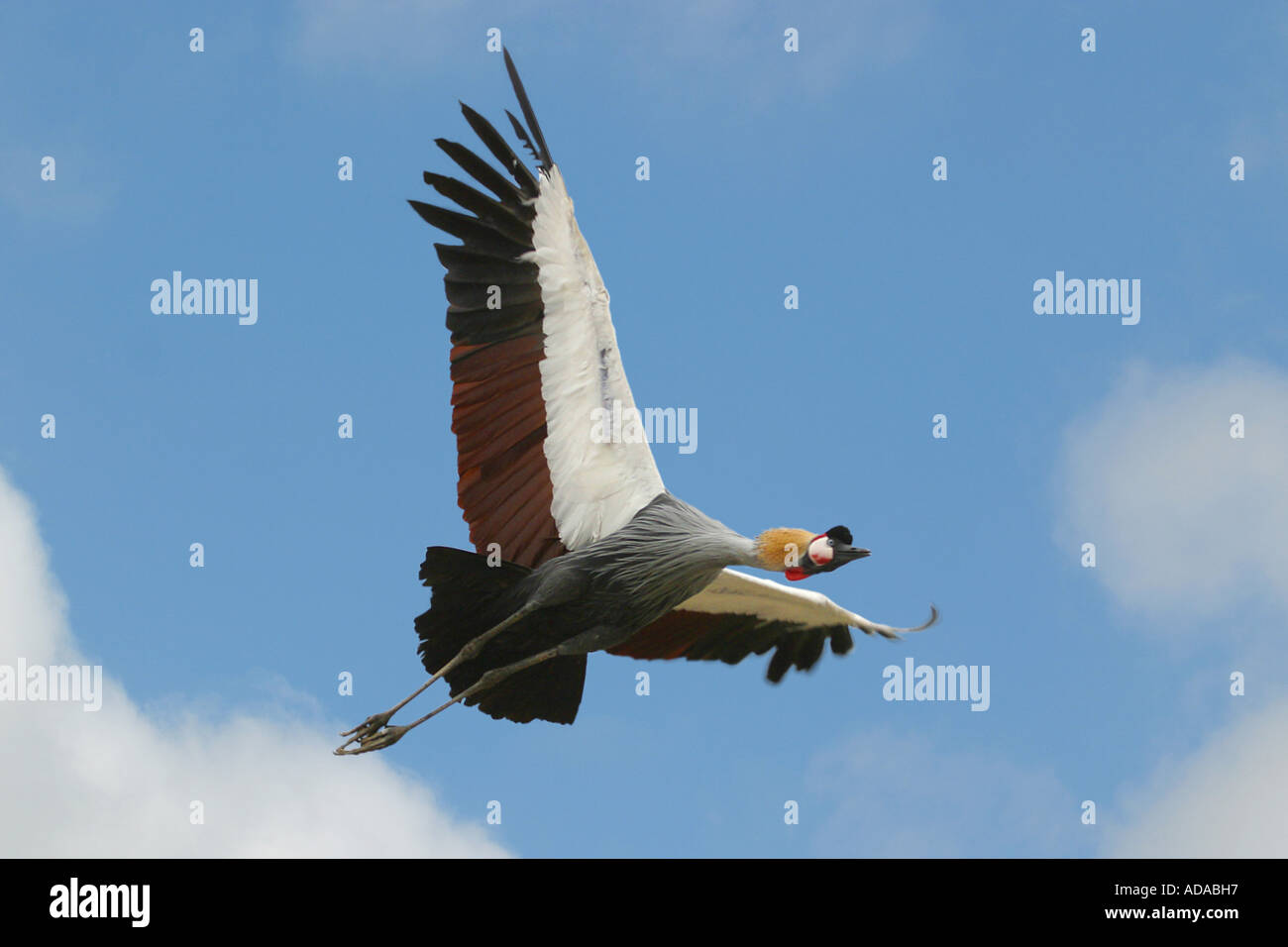 South African Crowned Crane (Balearica regulorum), fliying, Sud Africa Foto Stock