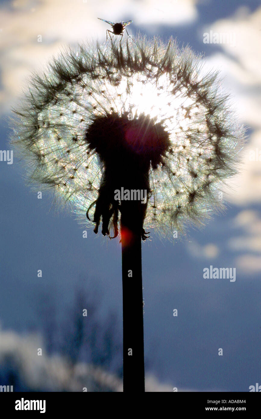 Comune di tarassaco (Taraxacum officinale), seme head, blowball in luce opposta Foto Stock