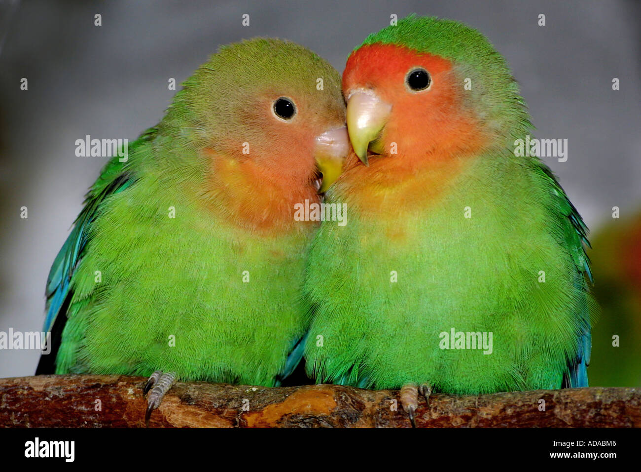 Peach-di fronte lovebird (Agapornis roseicollis), duo, seduto su un ramo Foto Stock