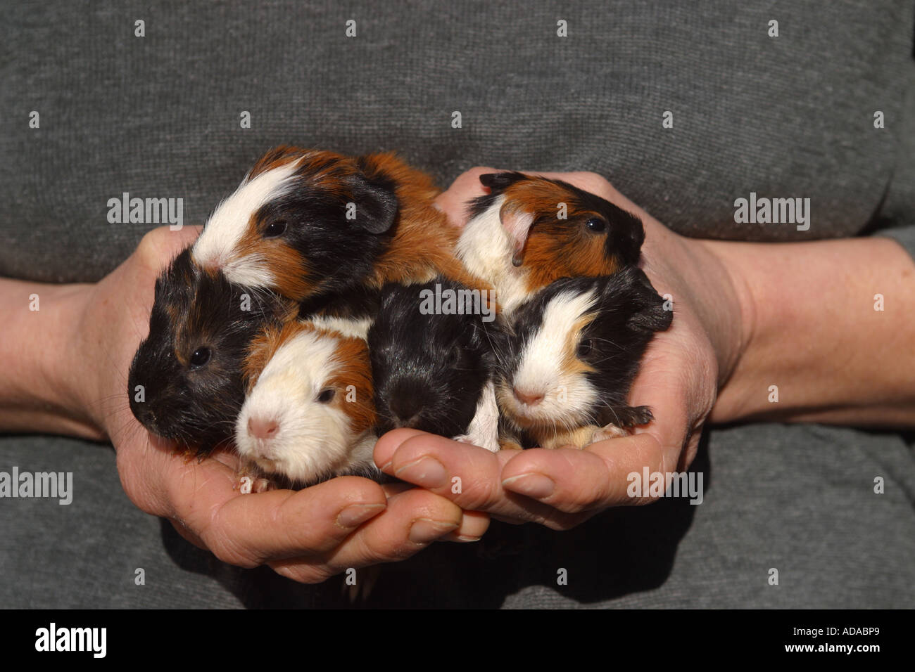 Guinea domestico maiale (cavia aperea f. porcellus), il novellame in mano Foto Stock