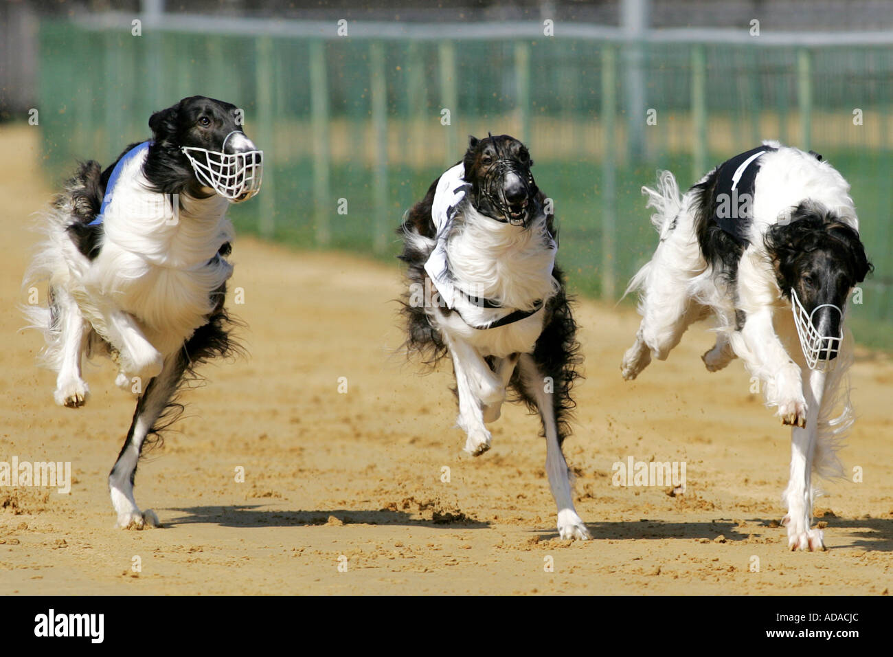 Barzoi (Canis lupus f. familiaris), tre persone a gara, Germania Foto Stock