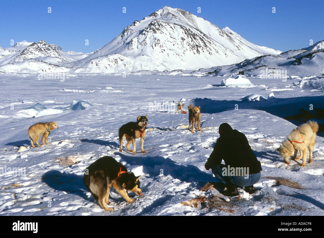 Inuit si viene ad alimentare i suoi cani con la carne di una guarnizione di tenuta, Groenlandia, Ammassalik, Angmagssalik, Ostgroenland, Tunu, Kulusuk, Kap Dan Foto Stock