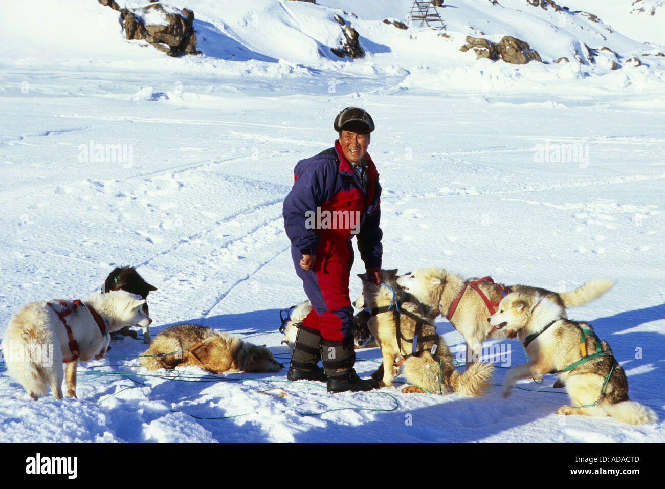 La Groenlandia cane (Canis lupus f. familiaris), inuit leader di un dogsled con i suoi cani, Groenlandia, Ammassalik, Angmagssalik, Ostgro Foto Stock