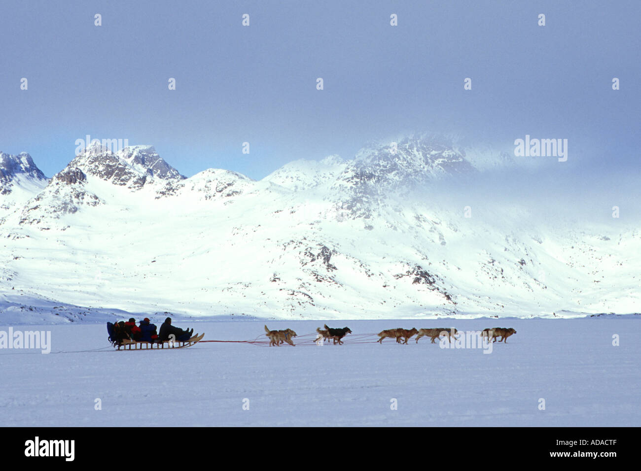 La Groenlandia cane (Canis lupus f. familiaris), dogsled sul Kong Oscar fiordo, la Groenlandia Foto Stock