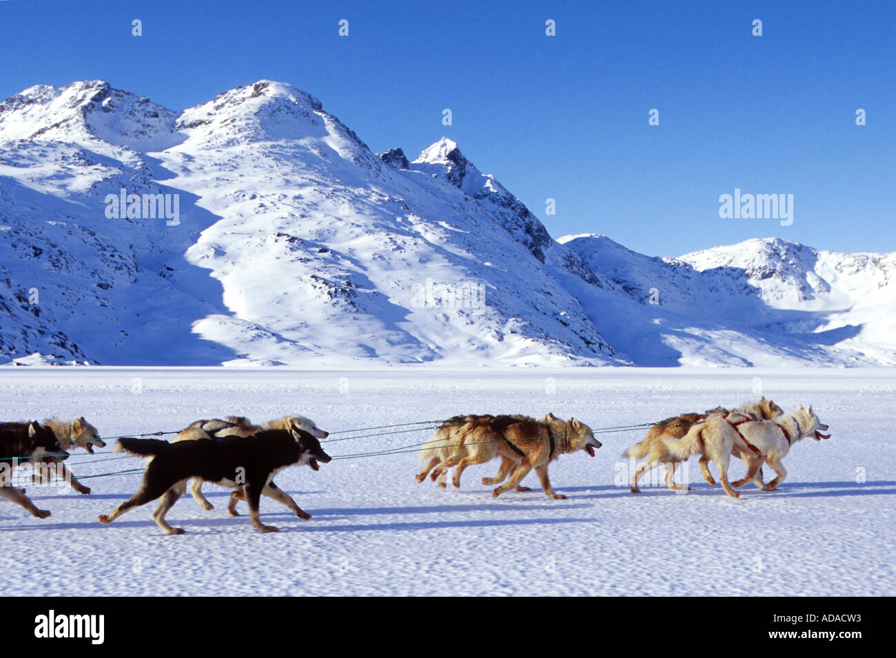La Groenlandia cane (Canis lupus f. familiaris), dogsled sul Kong Oscar fiordo, la Groenlandia Foto Stock