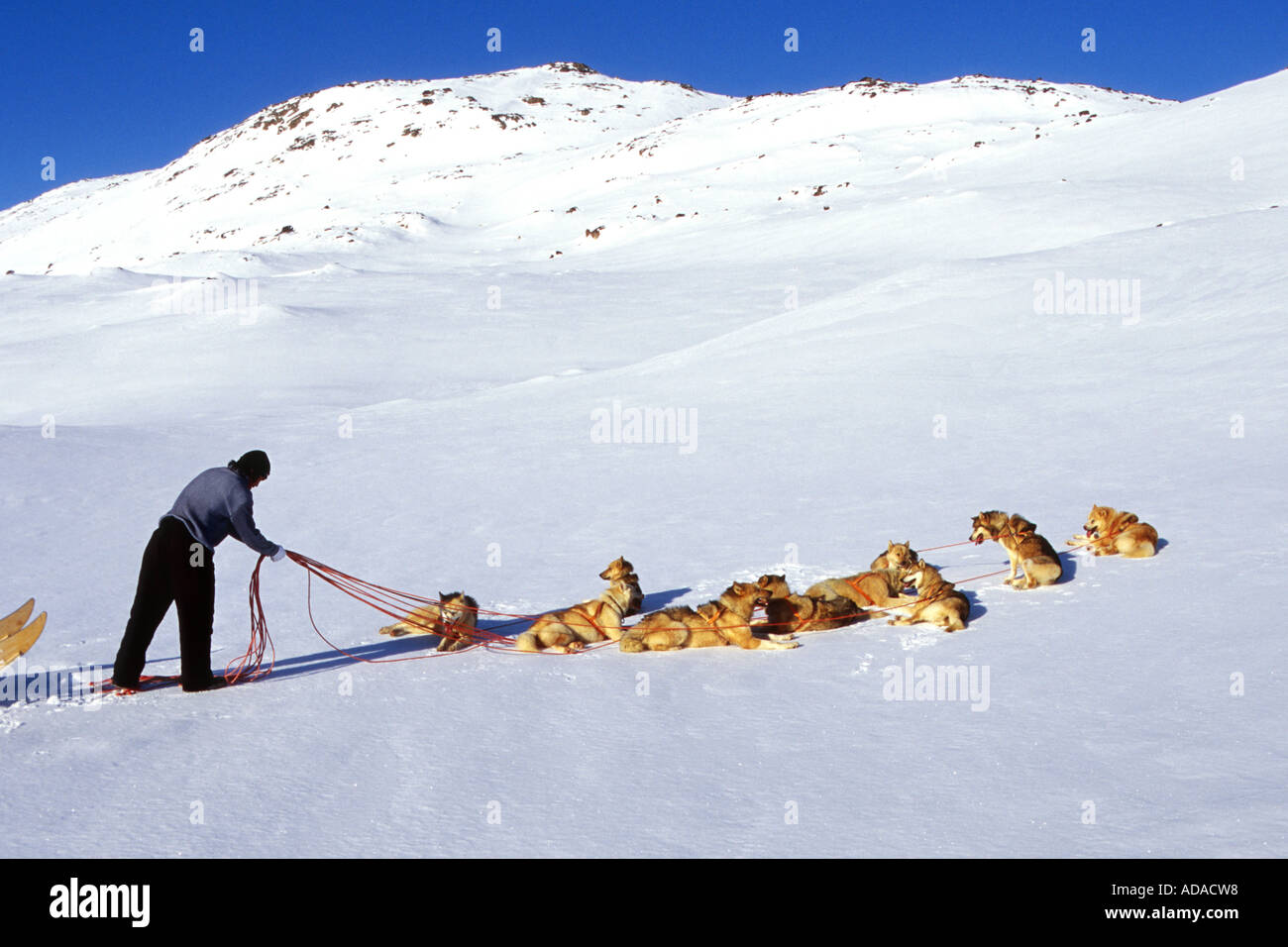 La Groenlandia cane (Canis lupus f. familiaris), leader di un dogsled durante la sua riorganizzazione del lavoro, Groenlandia Foto Stock