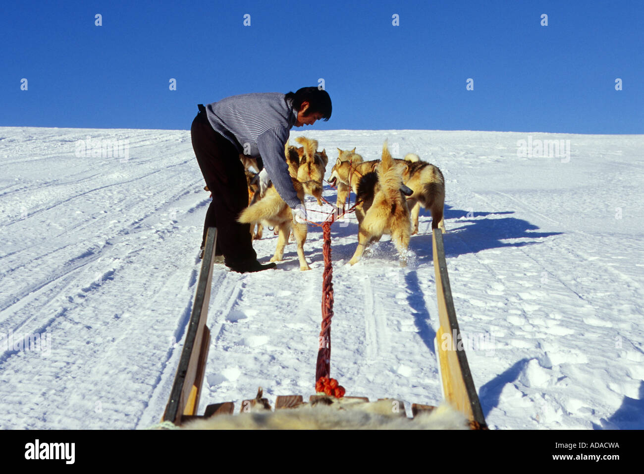 La Groenlandia cane (Canis lupus f. familiaris), leader di un dogsled durante la sua riorganizzazione del lavoro, Groenlandia Foto Stock