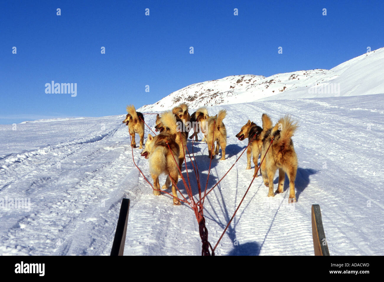 La Groenlandia cane (Canis lupus f. familiaris), durante il viaggio con il dogsled, Groenlandia Foto Stock