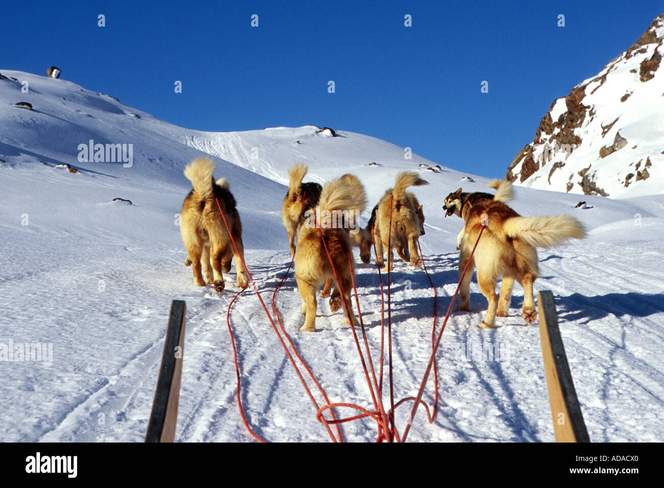 La Groenlandia cane (Canis lupus f. familiaris), durante il viaggio con il dogsled, Groenlandia Foto Stock