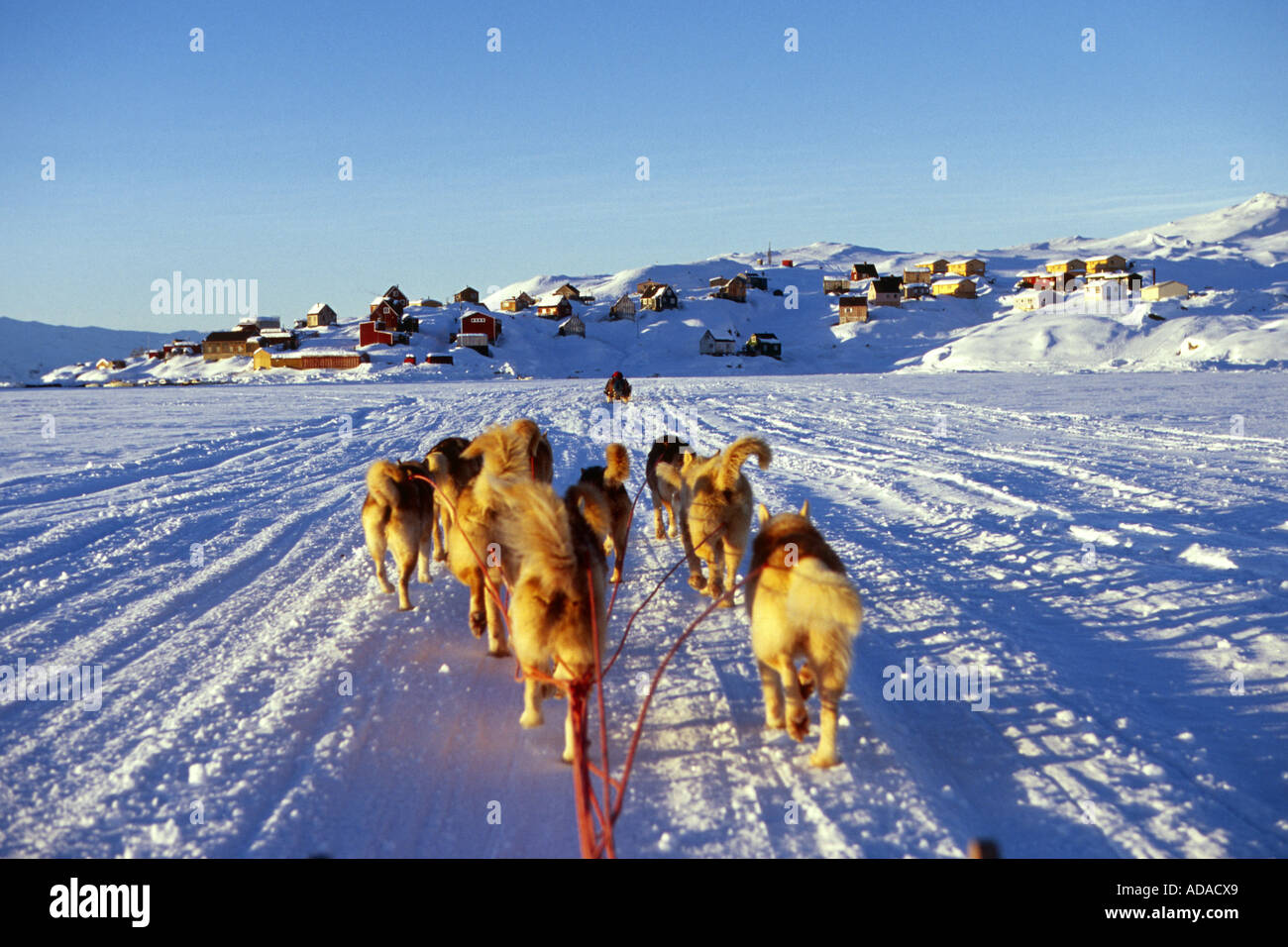 La Groenlandia cane (Canis lupus f. familiaris), durante il viaggio con il dogsled, vista verso Tiniteqilaq, Groenlandia Foto Stock