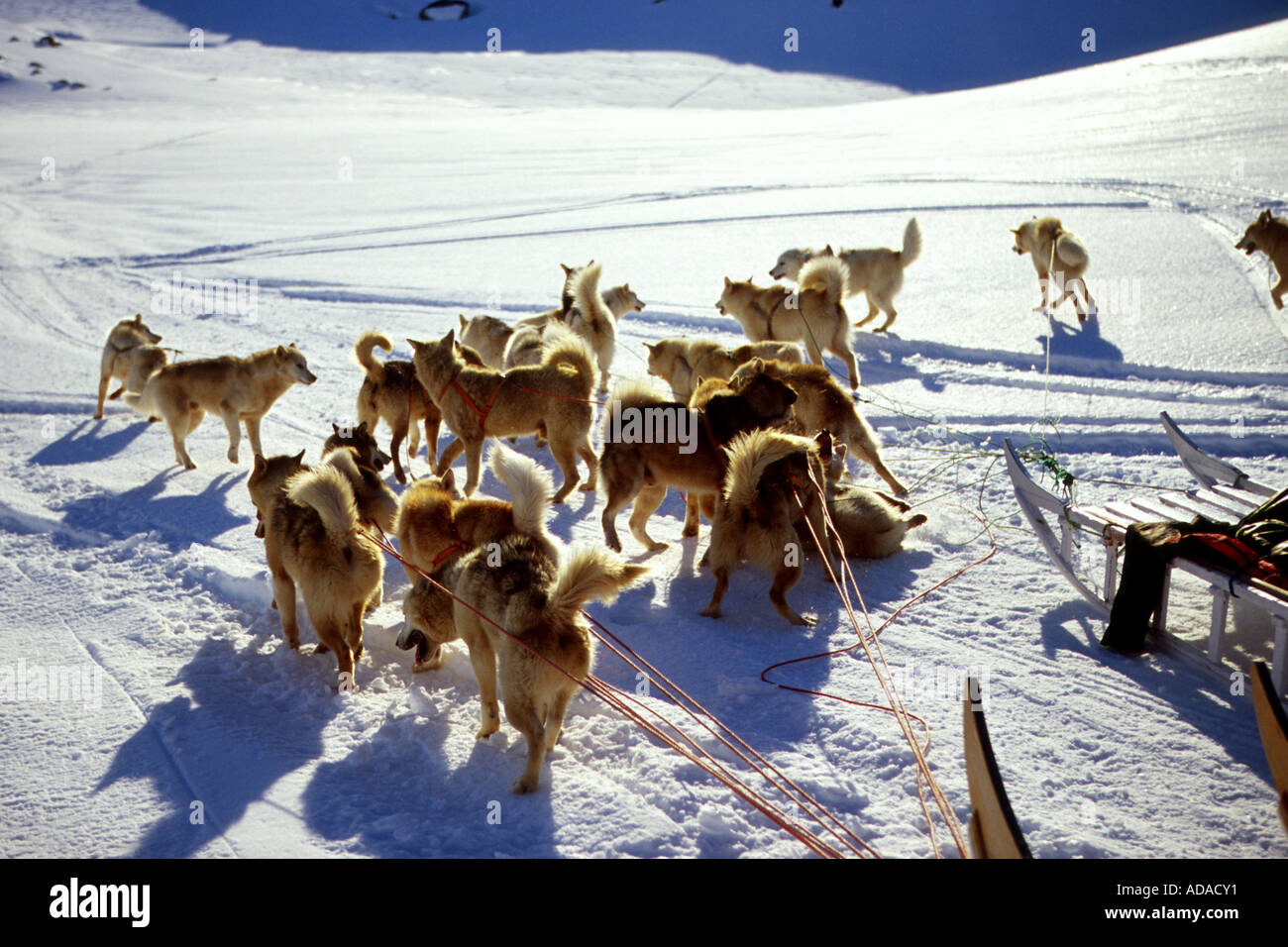 La Groenlandia cane (Canis lupus f. familiaris), la rivalità tra i cani di due sledes, Groenlandia Foto Stock