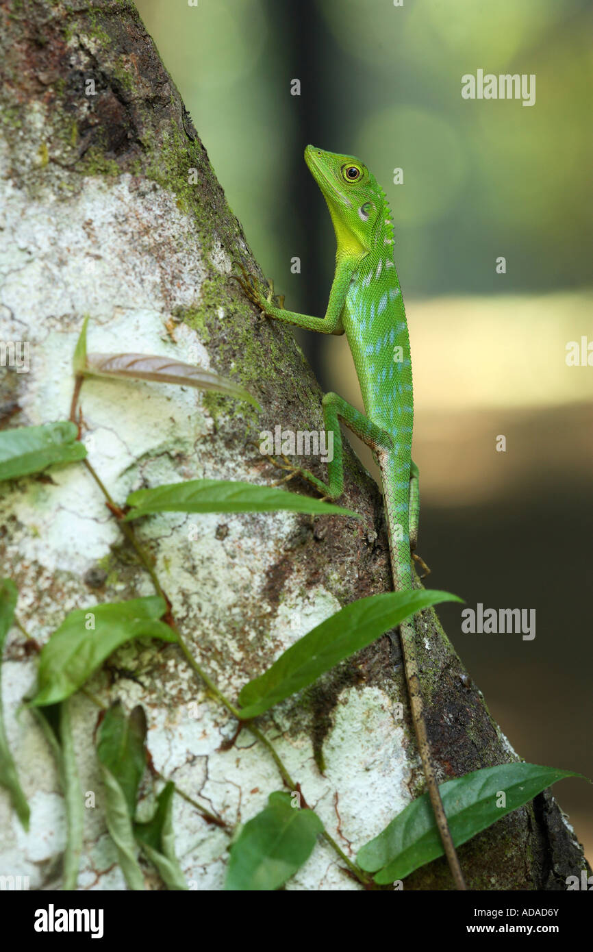 Green Garden lizard Broncocoela cristatella Sukau River Sabah Borneo Foto Stock