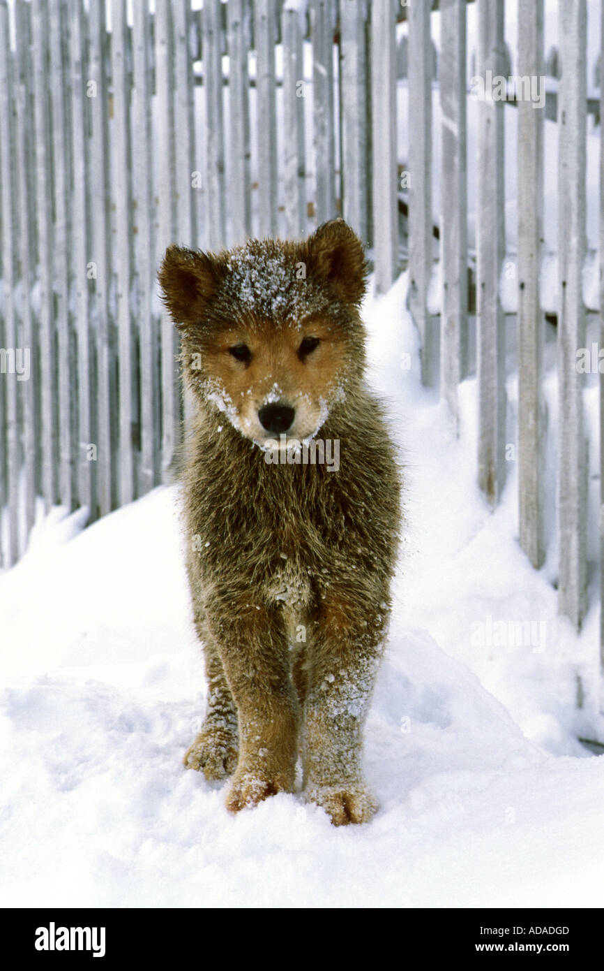 La Groenlandia cane (Canis lupus f. familiaris), giovane cane, Groenlandia Foto Stock