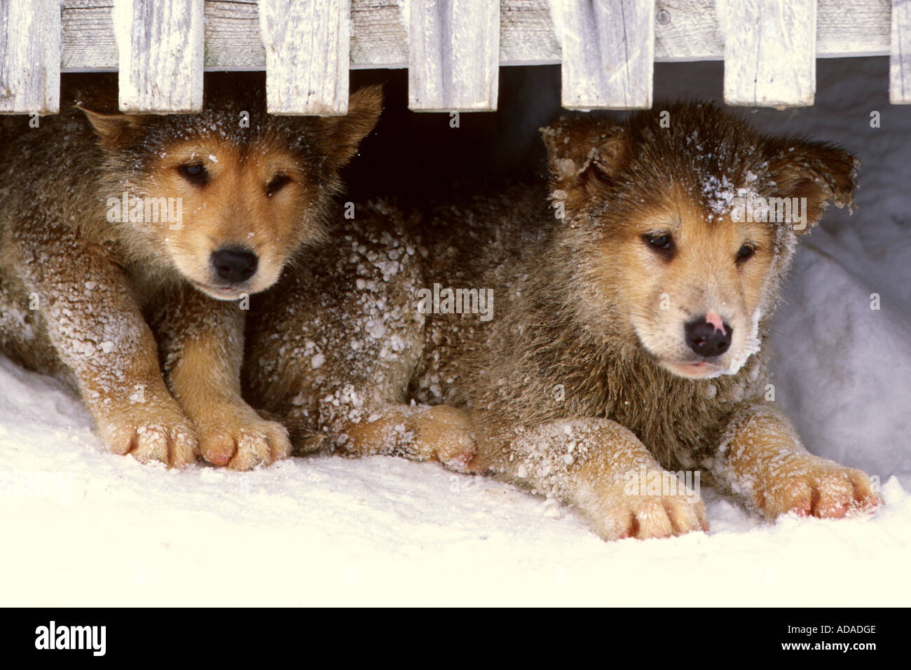 La Groenlandia cane (Canis lupus f. familiaris), giovani cani, Groenlandia Foto Stock