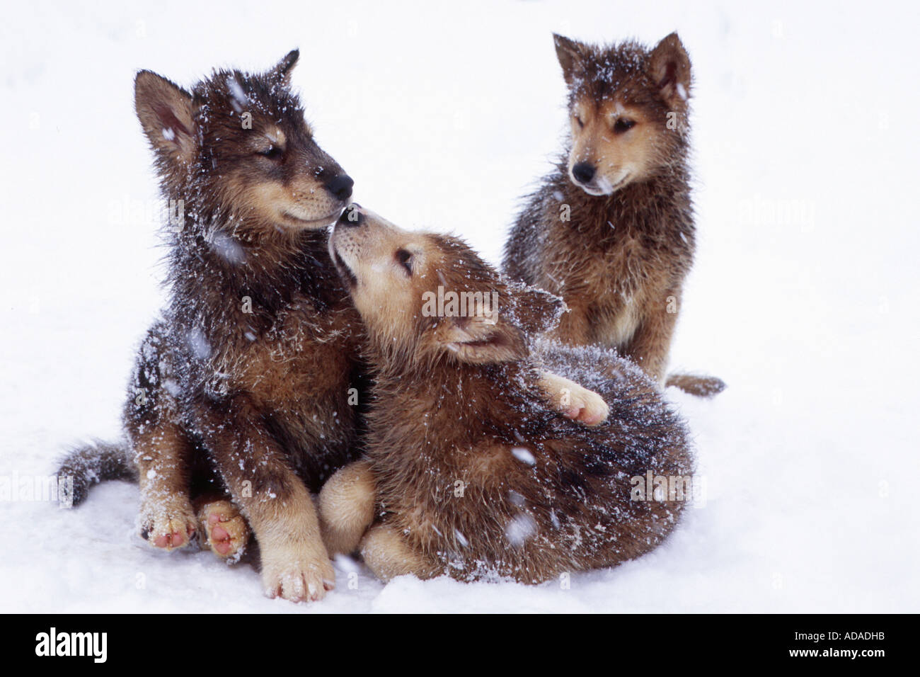 La Groenlandia cane (Canis lupus f. familiaris), giovani cani giocando, Groenlandia Foto Stock