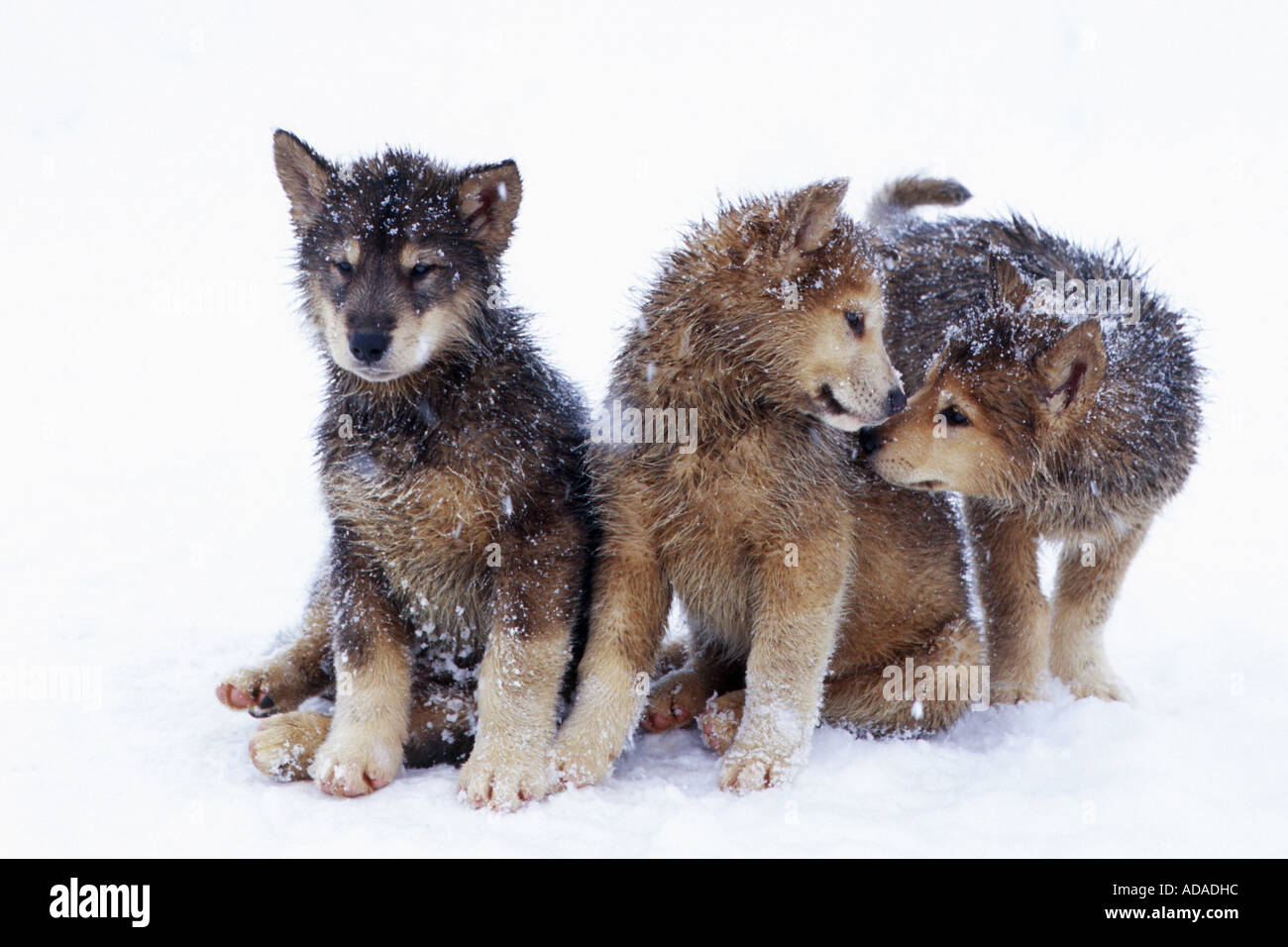 La Groenlandia cane (Canis lupus f. familiaris), giovani cani giocando, Groenlandia Foto Stock