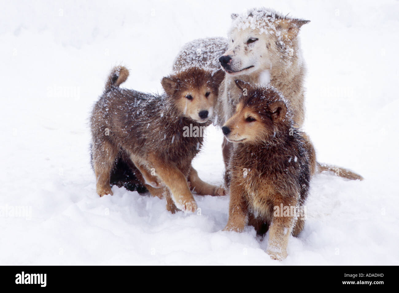 La Groenlandia cane (Canis lupus f. familiaris), giovani cani con sua madre, Groenlandia Foto Stock