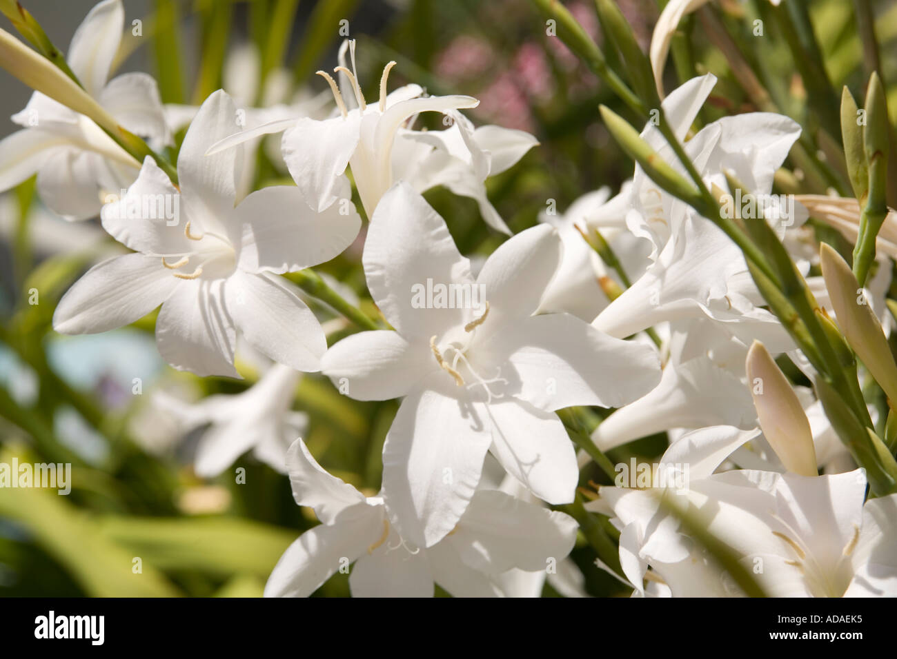 Carmarthenshire Galles National Botanic Garden australiano fourcadel watsonia Foto Stock