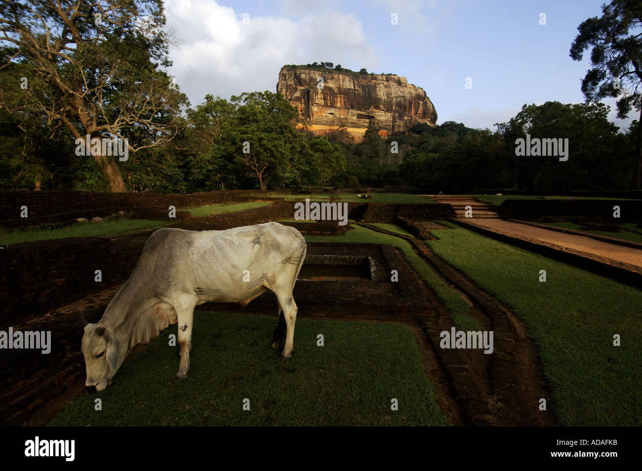 Sigiriya rock palace visto da una distanza Foto Stock