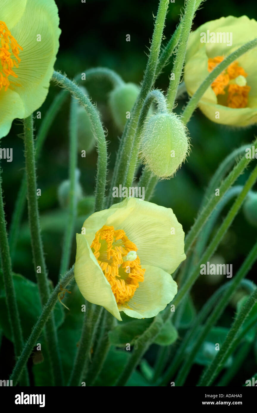 Mecanopsis Regia gigante giallo di papavero Foto Stock