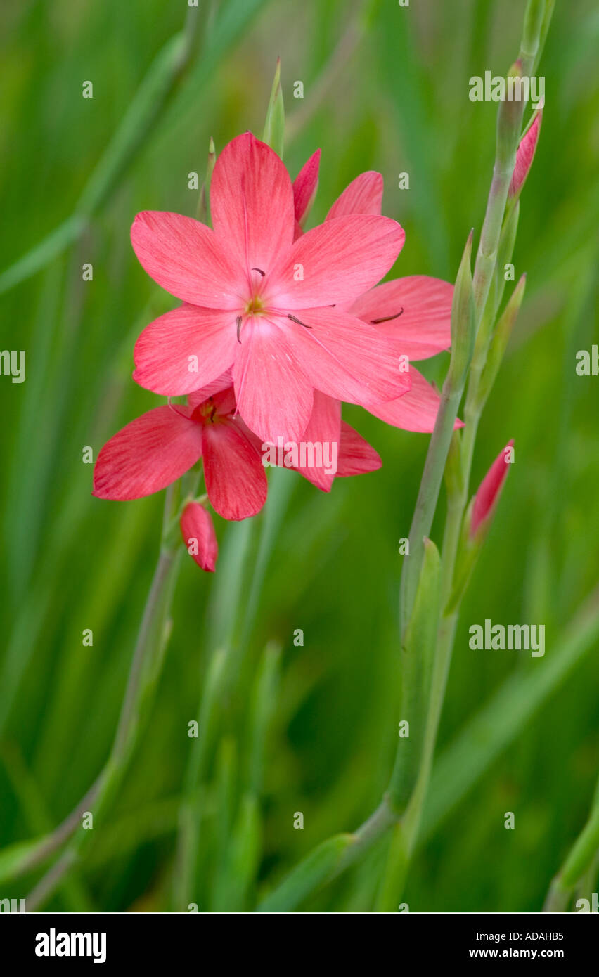 Schizostylis coccinea Salome impianto RHS Wisley Foto Stock