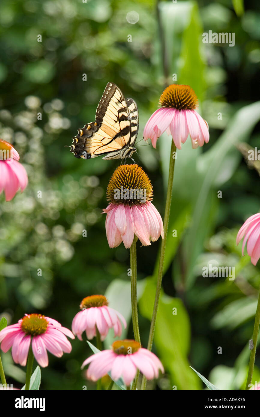 Butterfly Tiger a coda di rondine su Echinacea fiore Foto Stock