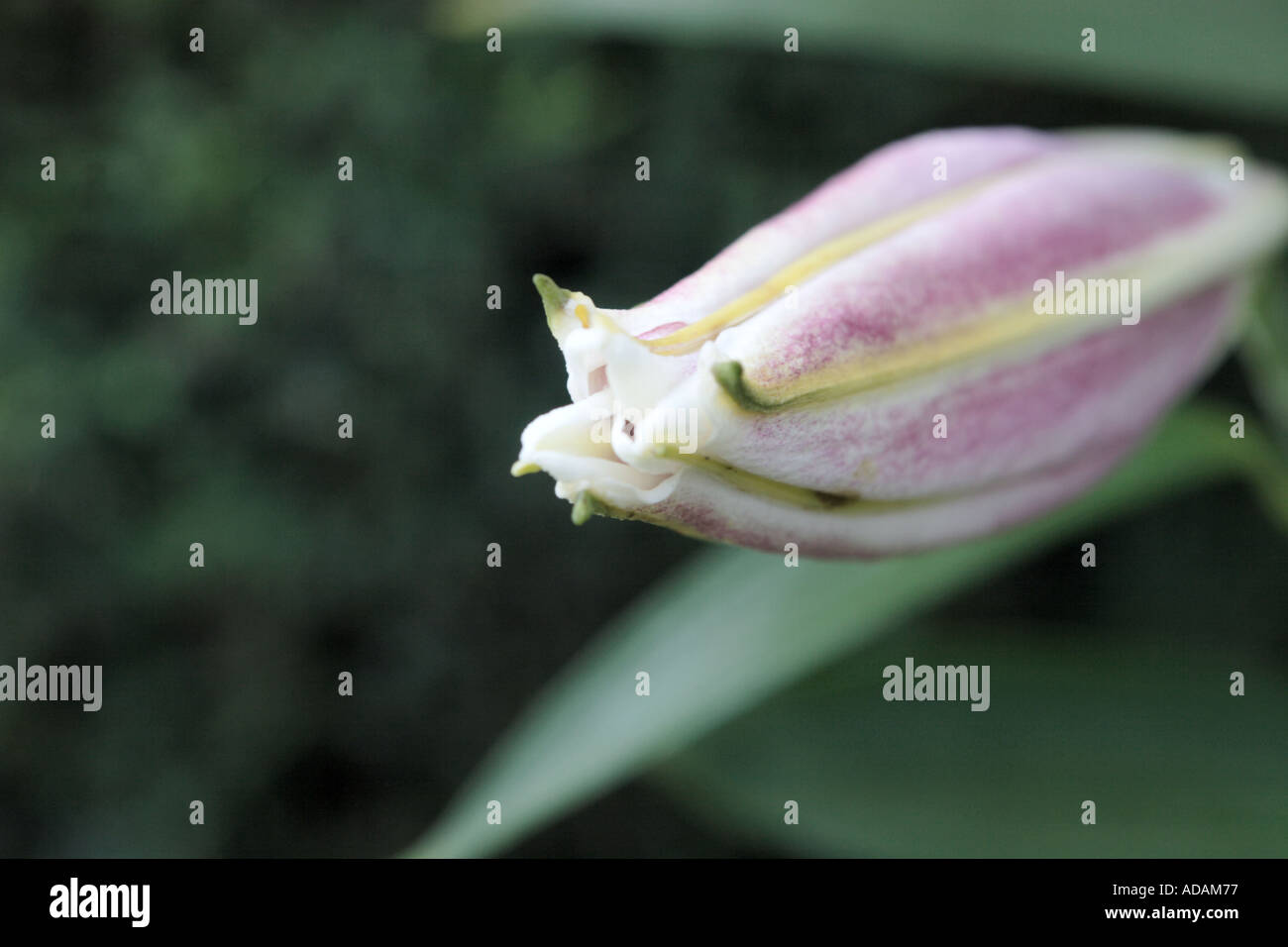 Stargazer Lily circa alla fioritura Foto Stock