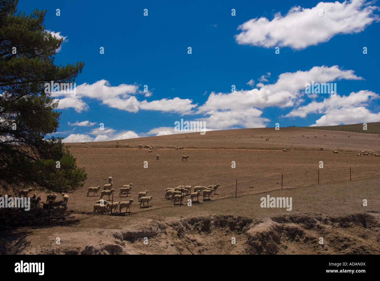 Paese di pecora nr Bathurst del Nuovo Galles del Sud Australia Foto Stock