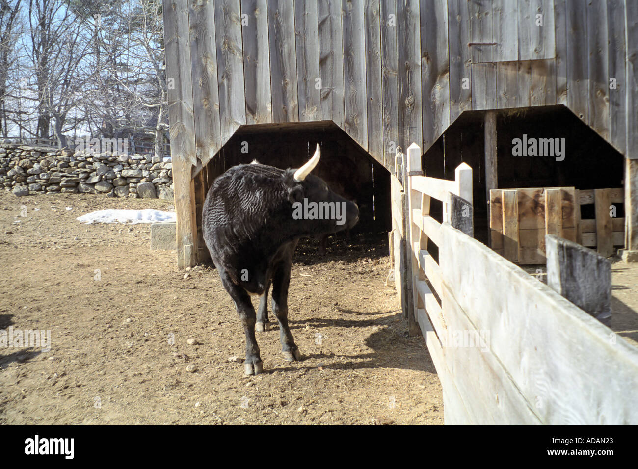 Bull al di fuori di un fienile in Sturbridge Massachusetts Foto Stock