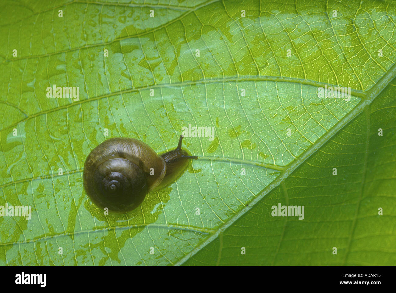 Piccolo giardino marrone va a passo di lumaca sulla lamina Foto Stock