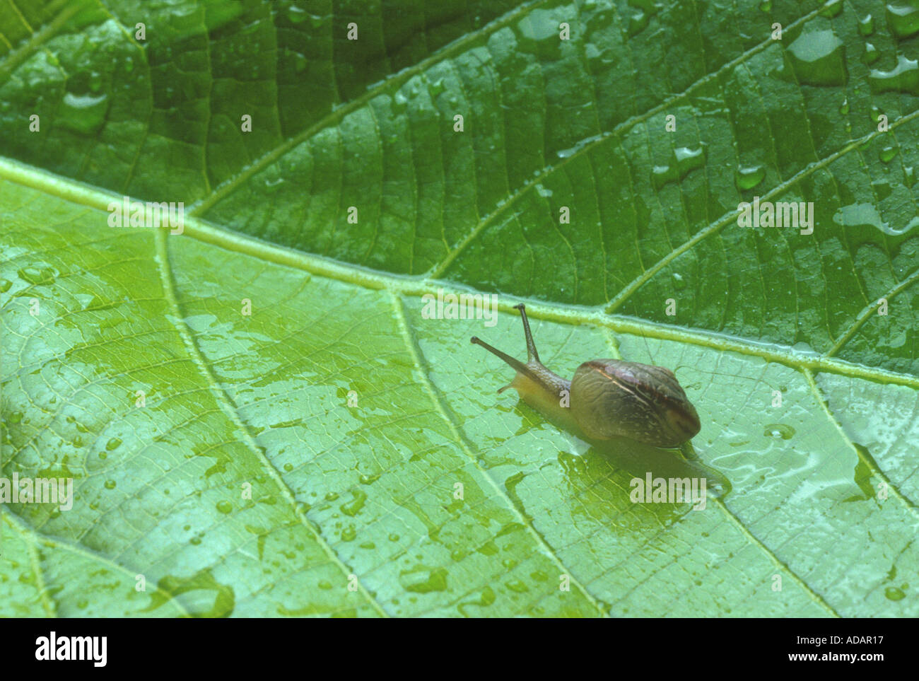 Piccolo giardino marrone va a passo di lumaca sulla lamina Foto Stock