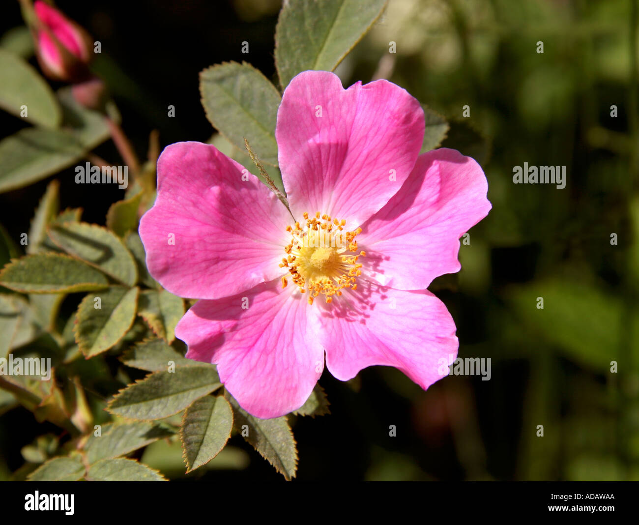 Regno Unito selvaggio fiore rosa canina in habitat naturale rose famiglia delle Rosacee Foto Stock