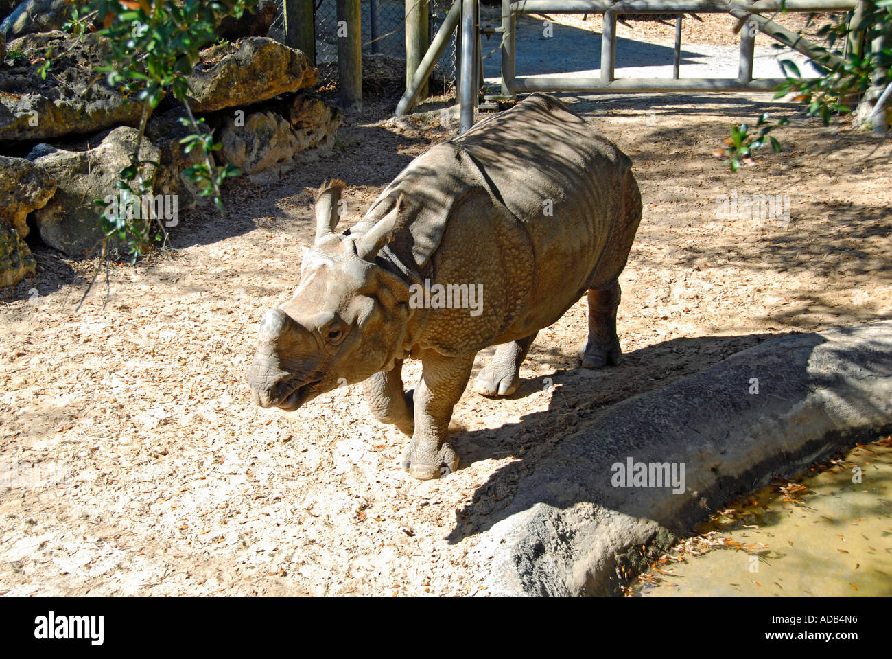 Rinoceronte presso il Lowry Park Zoo Tampa Florida FL votato come il numero uno zoo negli Stati Uniti Foto Stock